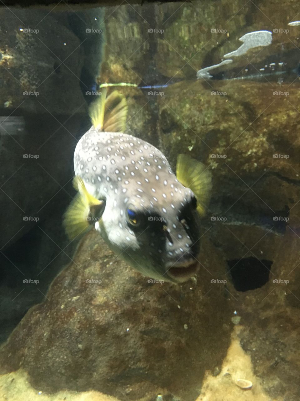 Um peixe bem diferente, nadando no Aquário Municipal de Santos (SP, Brasil) - Baiacu 🐡