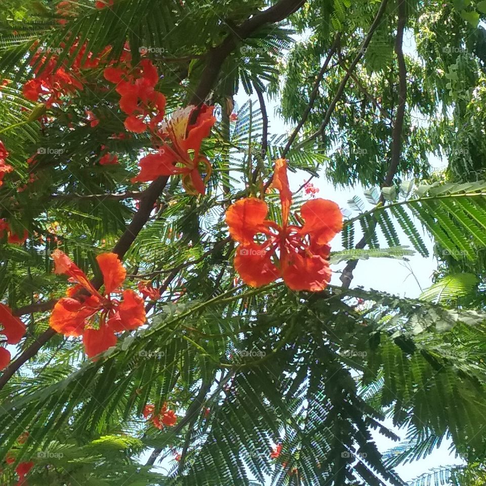 Look up to the Thai Peacock's crest flower.