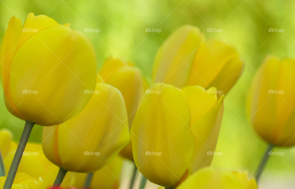 First Signs of spring, tulips.