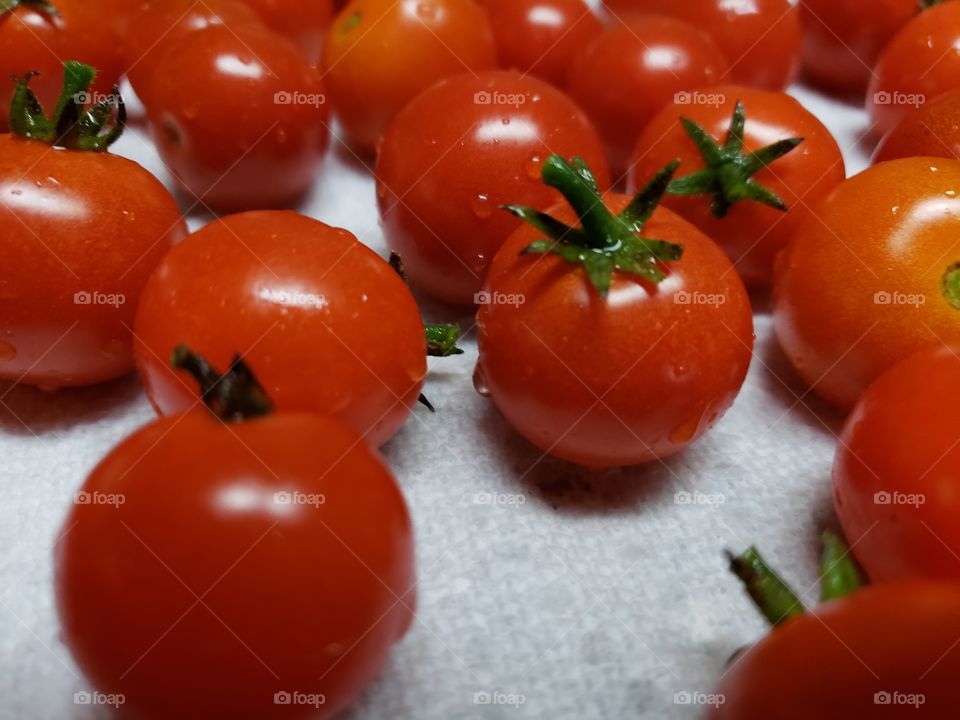 Tomato harvest 2