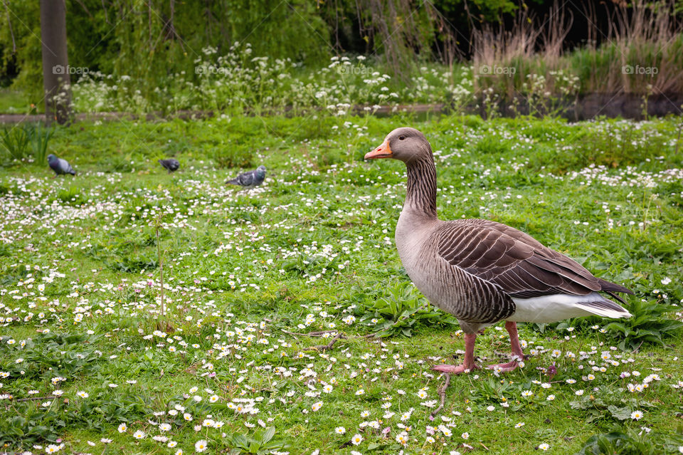 Greylag goose. Anser anser.