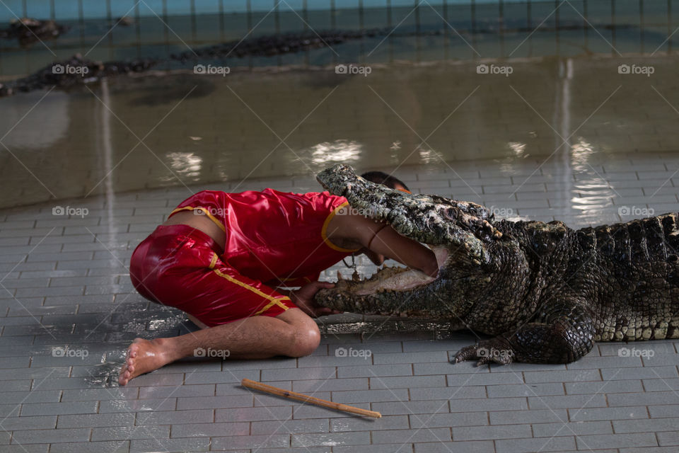 Crocodiles show 