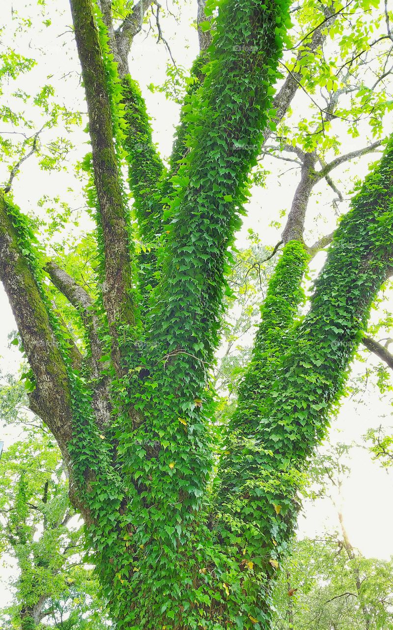 tree covered in ivy
