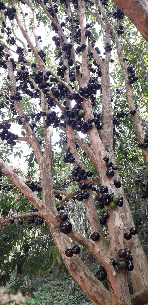 jaboticaba