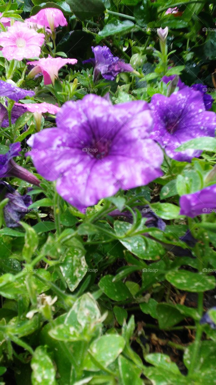 Flower, Flora, Garden, Nature, Leaf