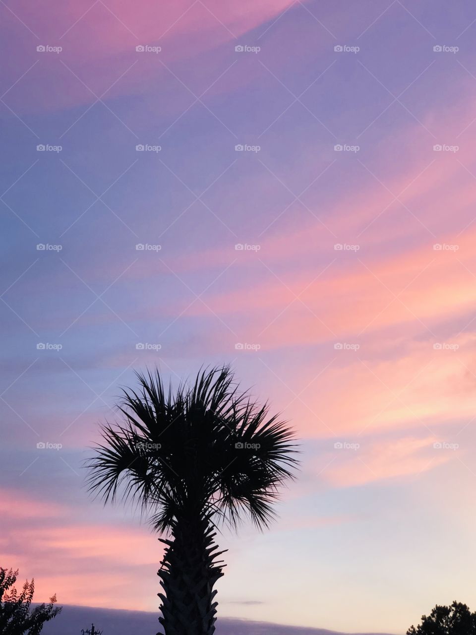 Sunset above the palm tree 🌴