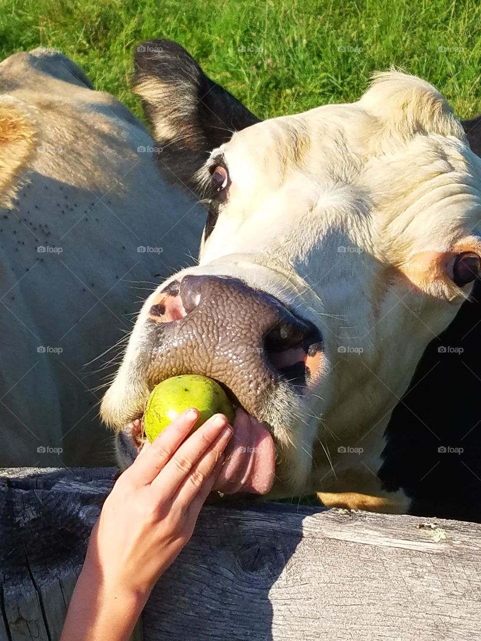 Cow Eating