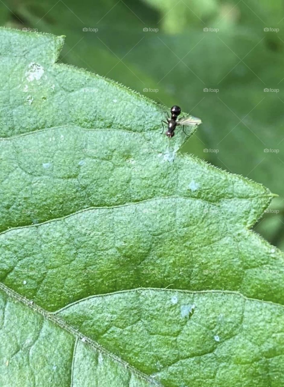 Ant on a leaf