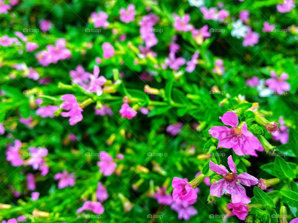 the beautiful purple flowers
