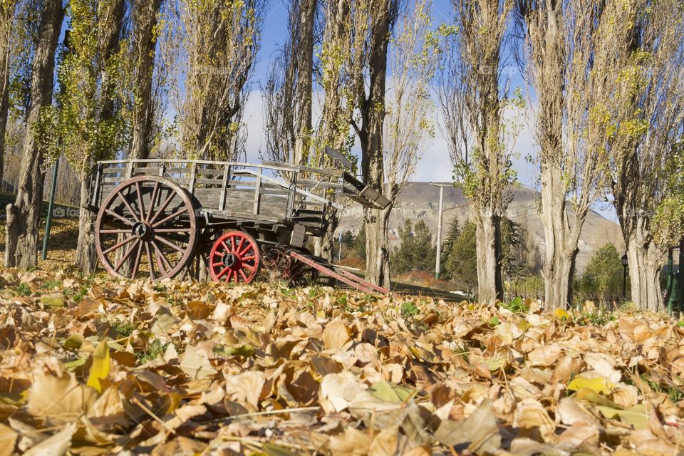 Moods of autumn.