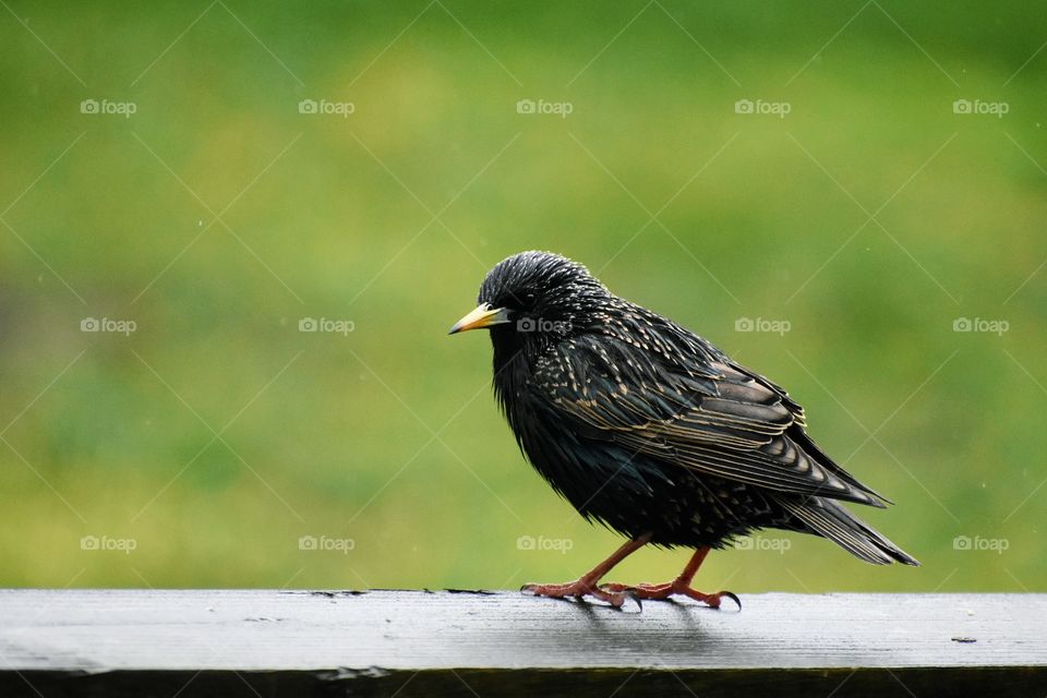 Starling - Sturnus vulgaris - perched on wooden porch on rainy day 