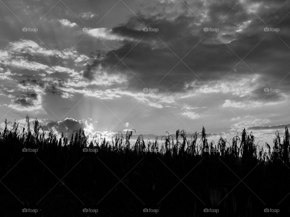 Sunset and corn visit my website at https://www.chucumphoto.online/