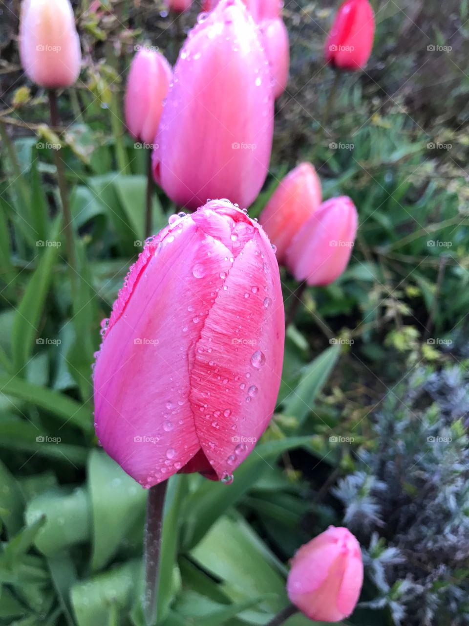 Pink tulips