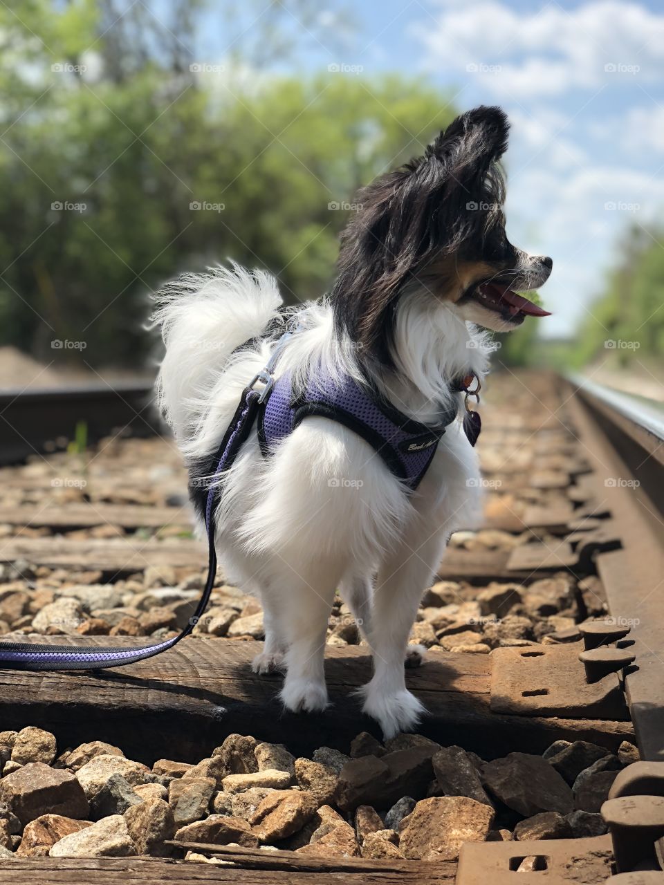 Spring afternoon walk