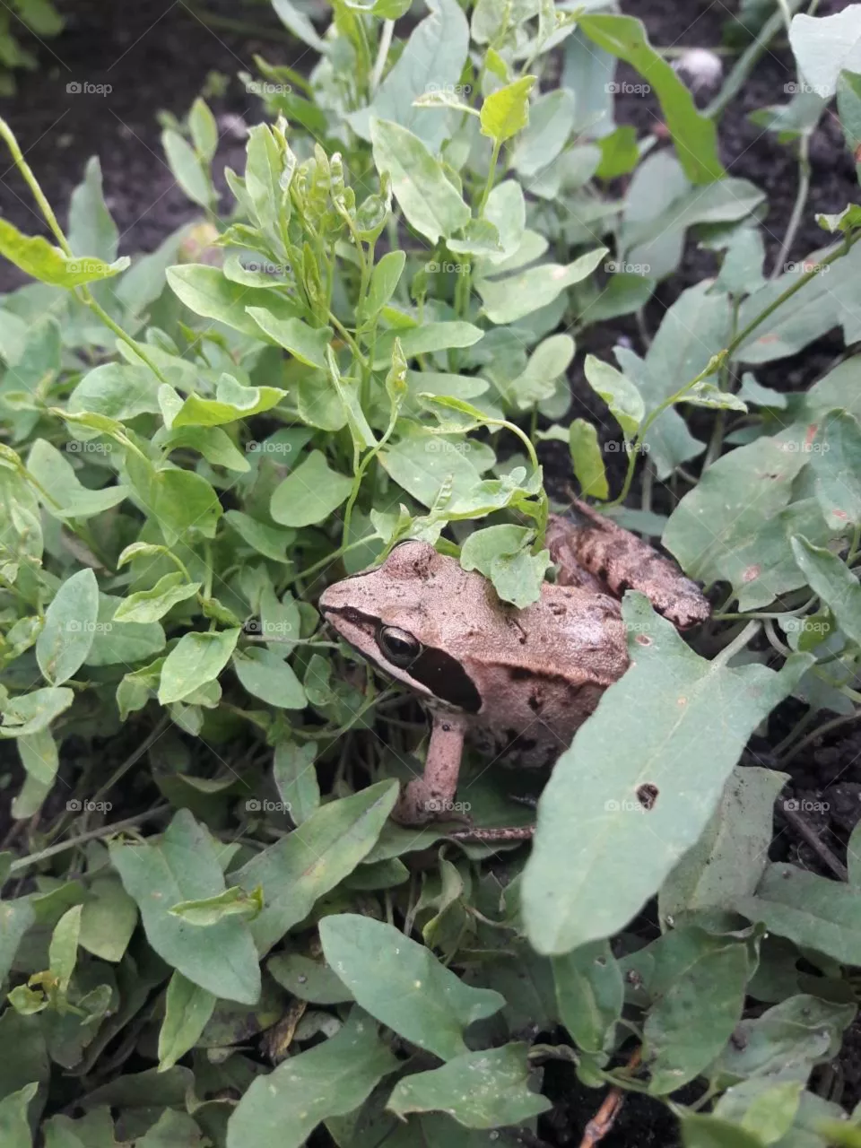 Frog