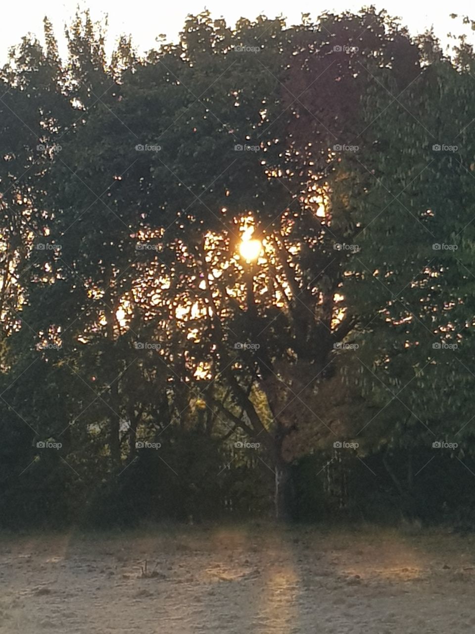 sunrise through the trees