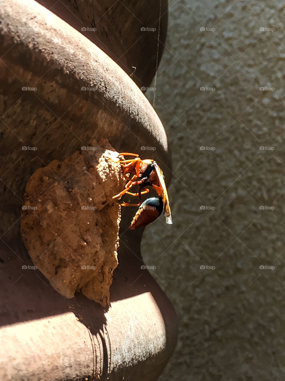 Single large mud dauber wasp at mud nest attached to corrugated metal water tank