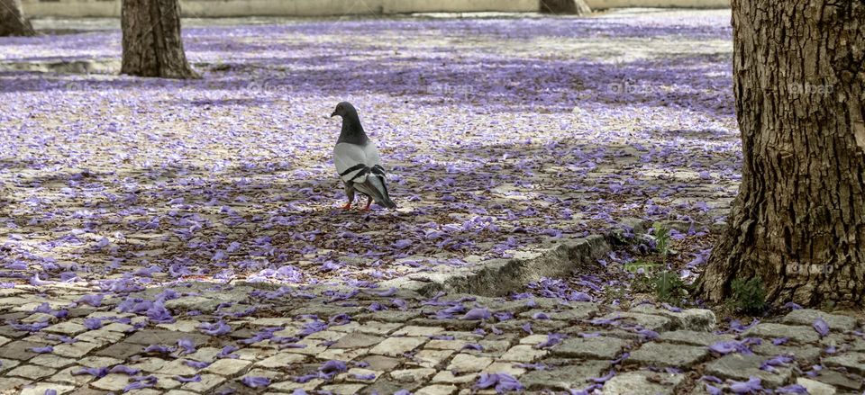 A pigeon strolls through a cobbled city street under trees that have dropped purple flowers