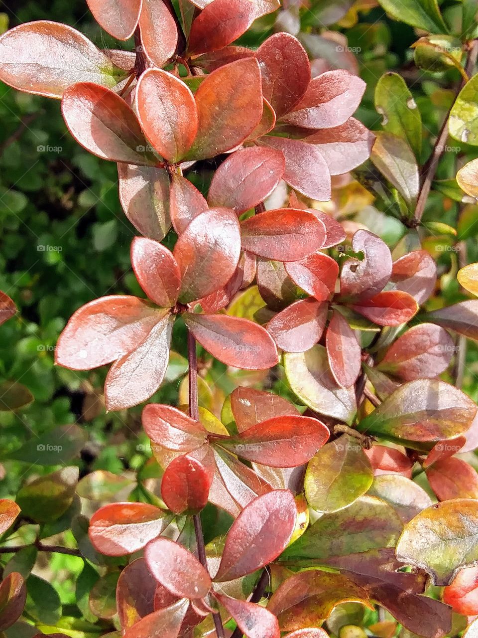 red leaves on a shrub