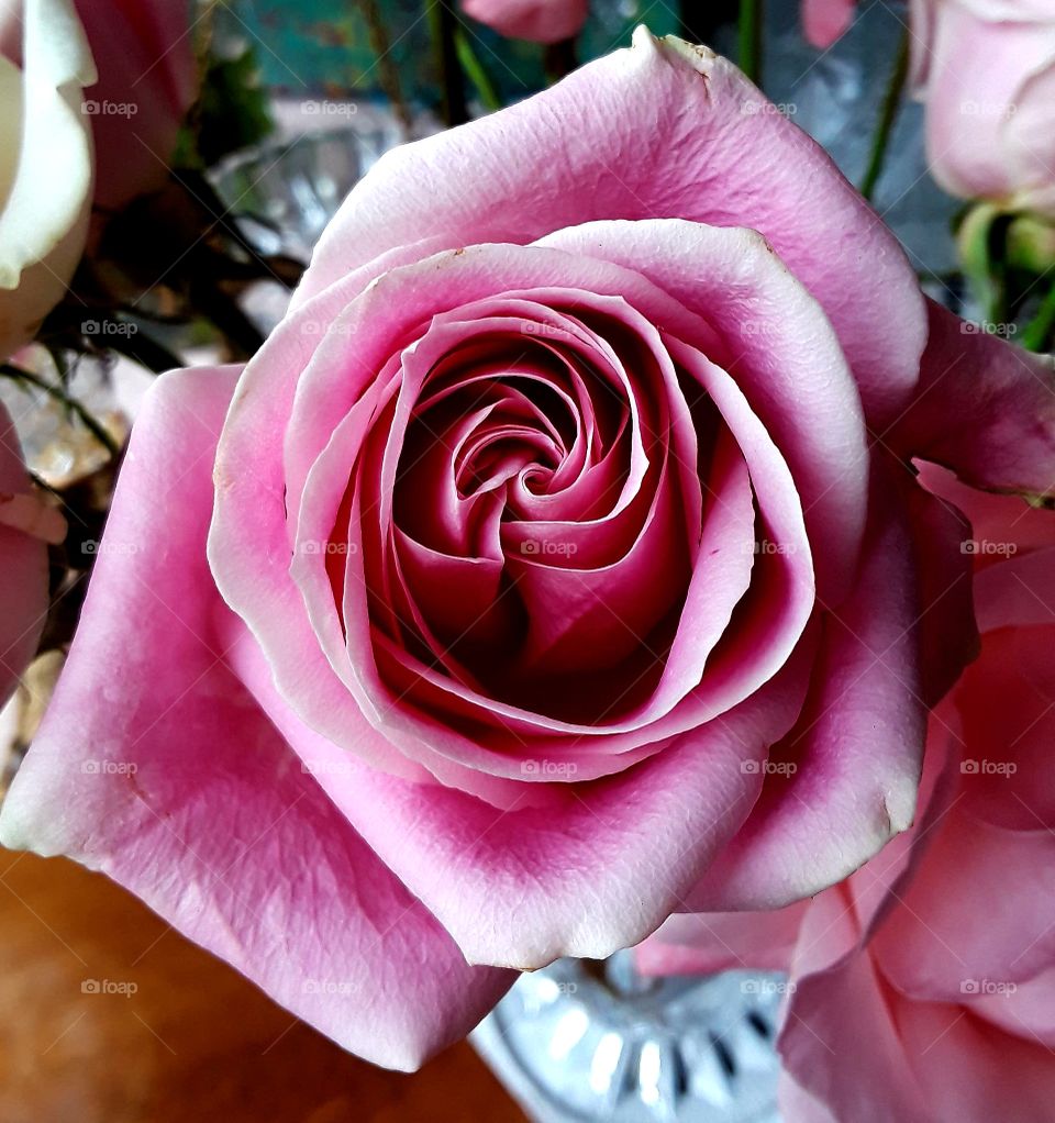 Pink Swirl Rose