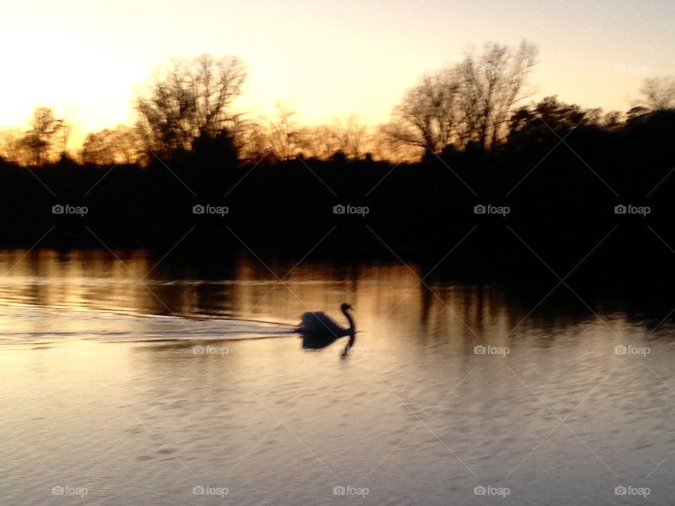SUNSET IN A LAKE WITH SWAN. I couldn't resist trying to capture this sunset with the beautiful swan