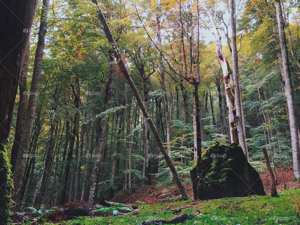 Boulder in the forest