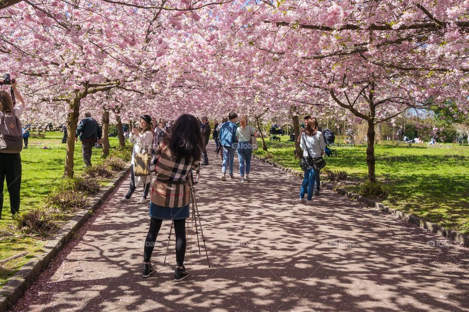 Pink park