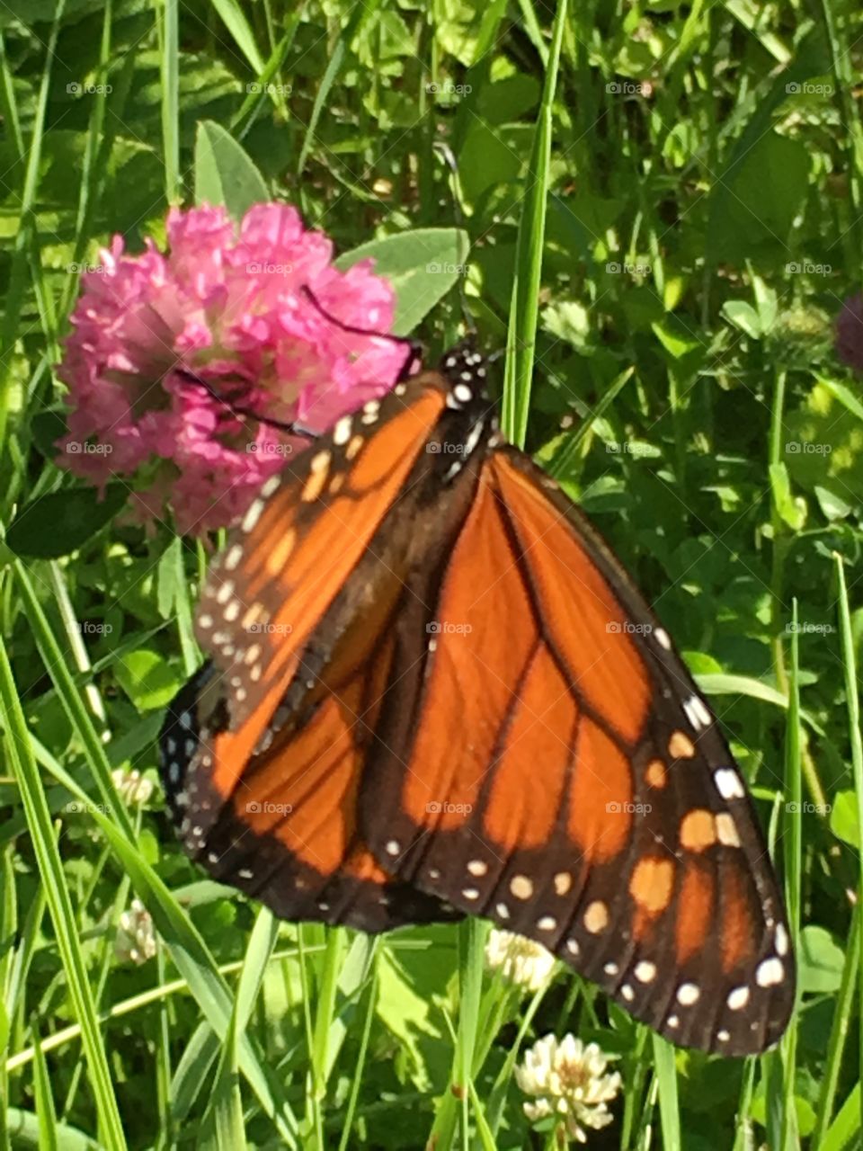 Pink and orange monarch on clover