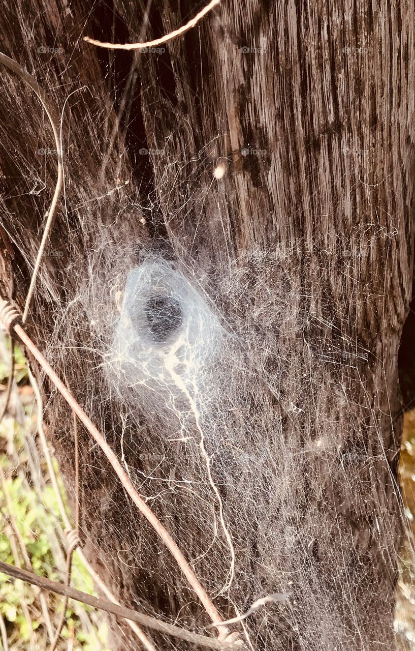 Spider web on a cross tie post in the South Georgia woods. 