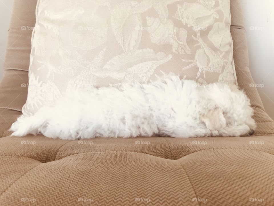 There’s a pile of white fluff asleep. A furry white Bichon baby stretched across the chair beside subtle shell pillow.