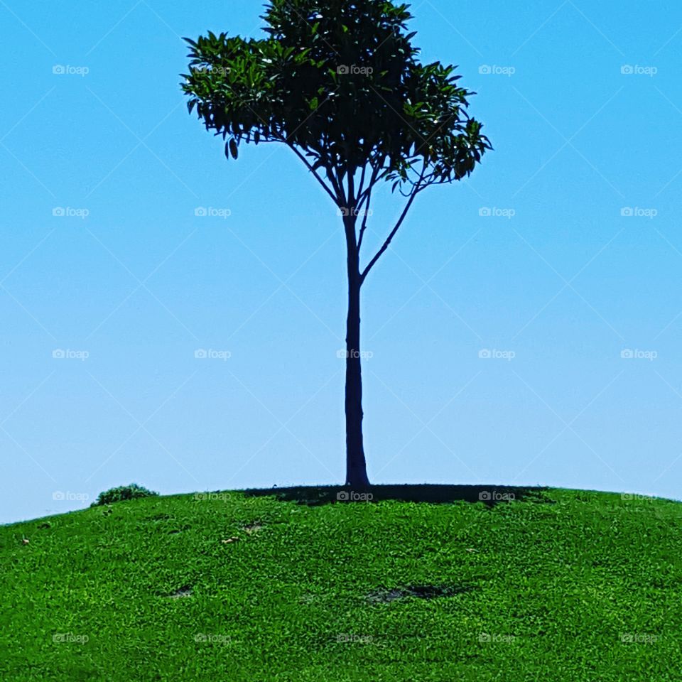 Lone tree