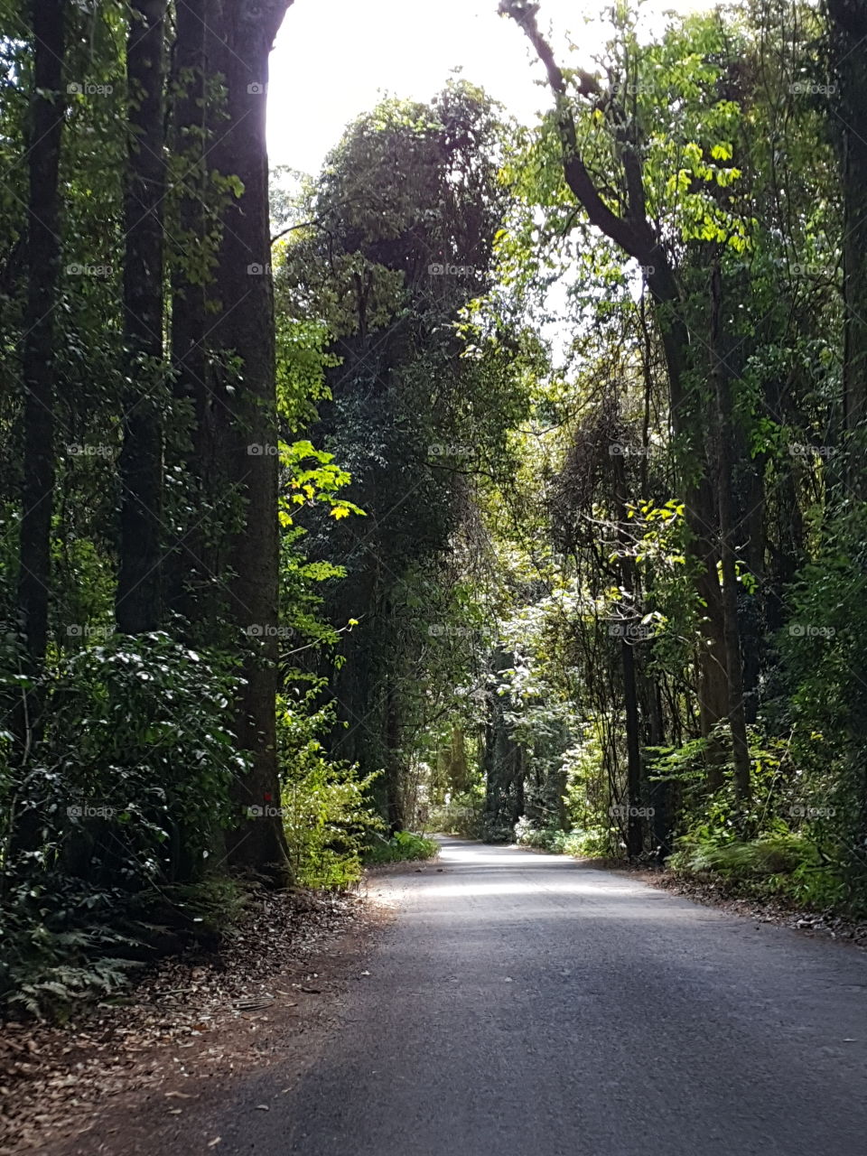 Rainforest roadside