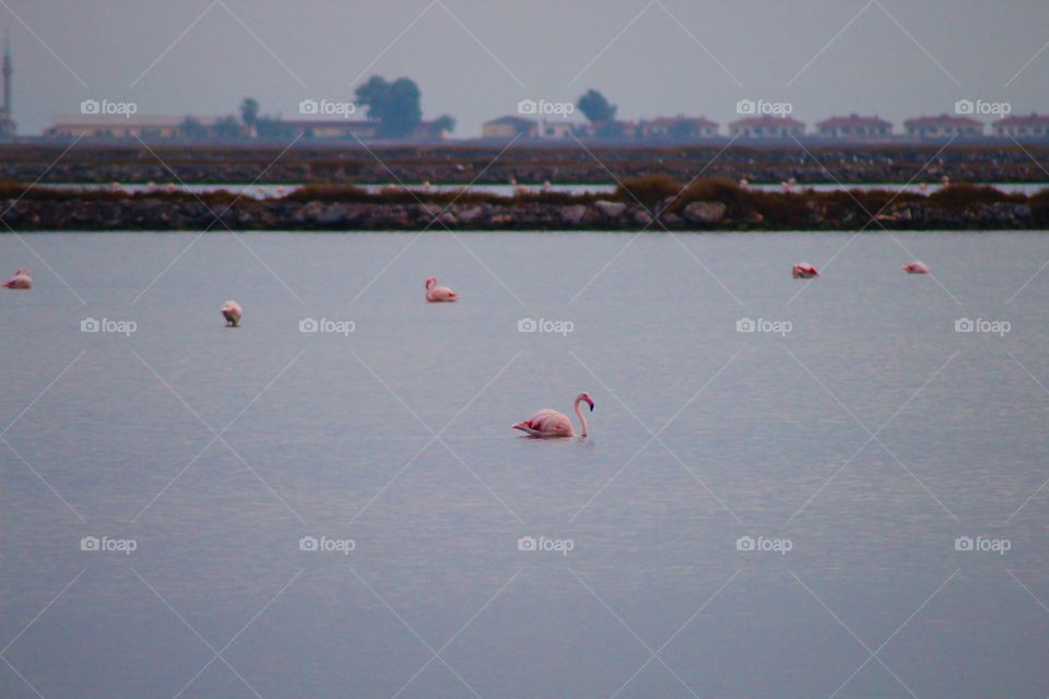 The Flamingos