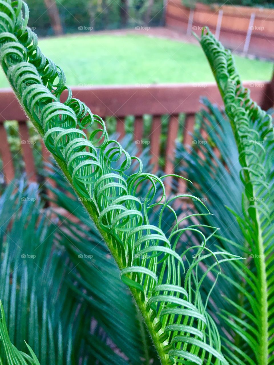 Curly fronds