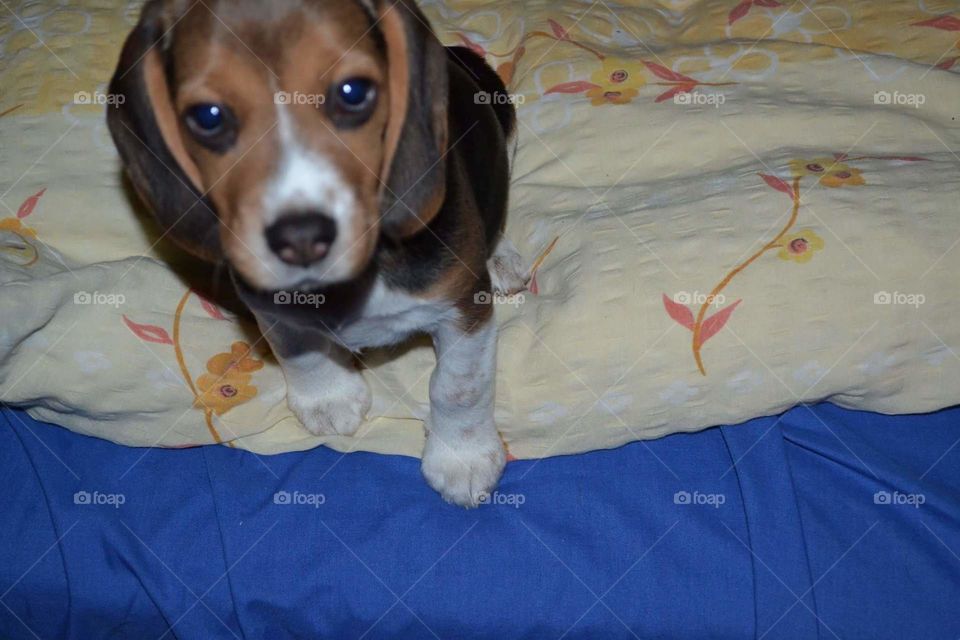 beagle puppy