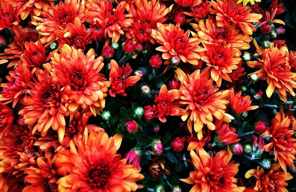 High angle view of orange flowers