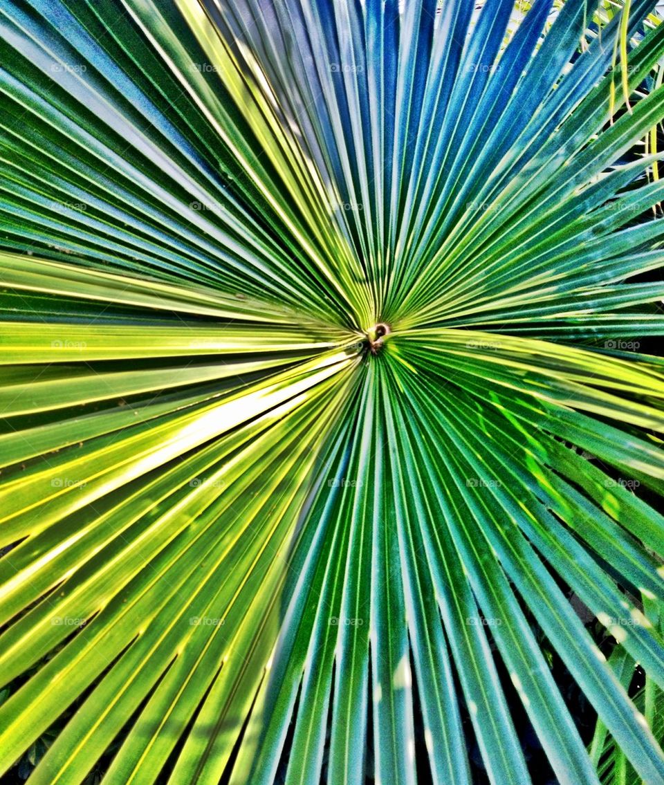 Palm Tree Movement