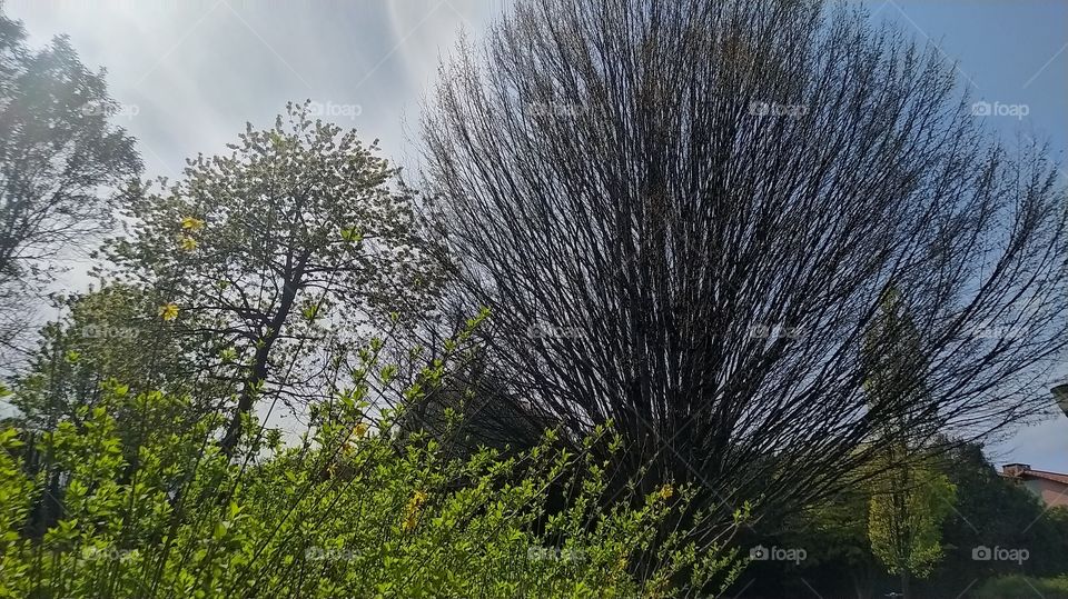 Una tarde de primavera.