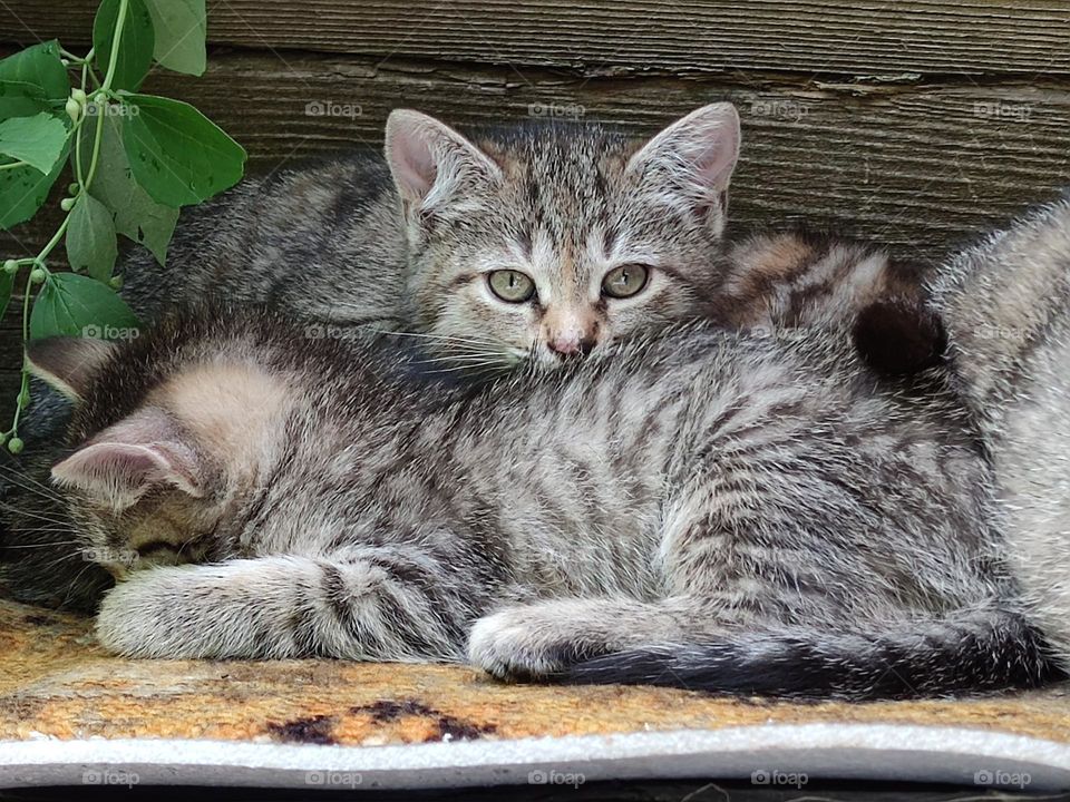 Family of cats.  Sleeping gray kittens.  One kitten peeking out and watching