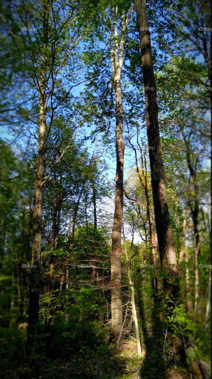 Beautiful trail in the forest