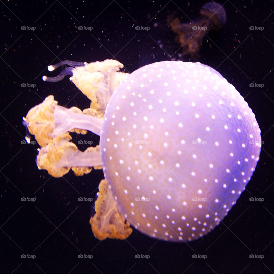 water hawaii jellyfish marine by andrele