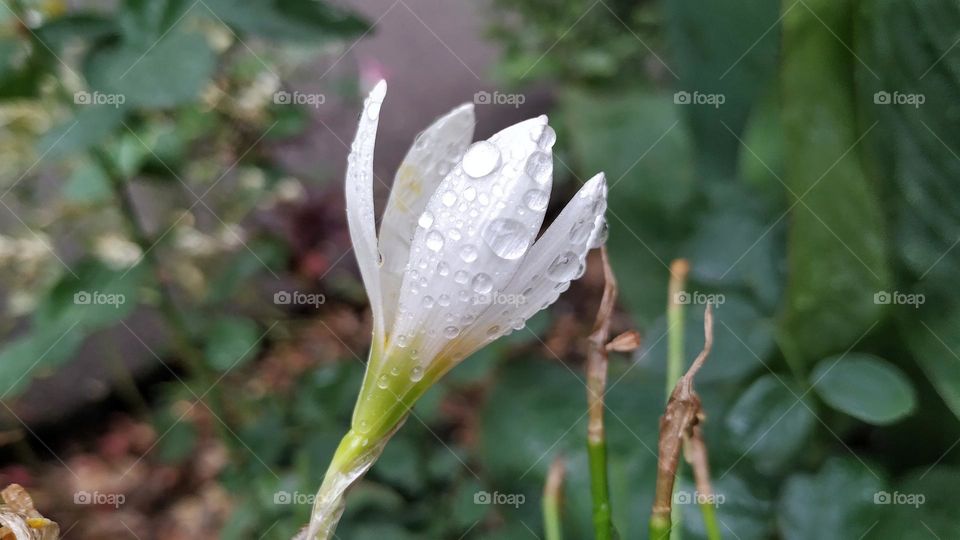 white flowers