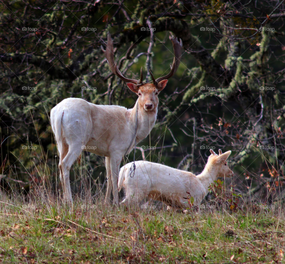 White Deer Stag and Young Buck
