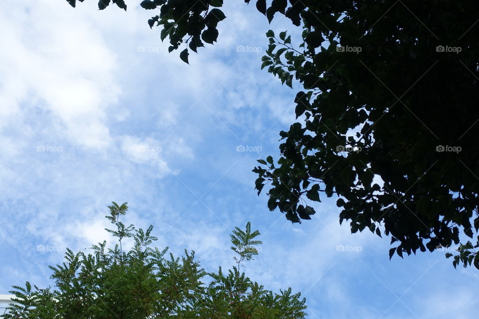 The view of summer blue sky between trees.