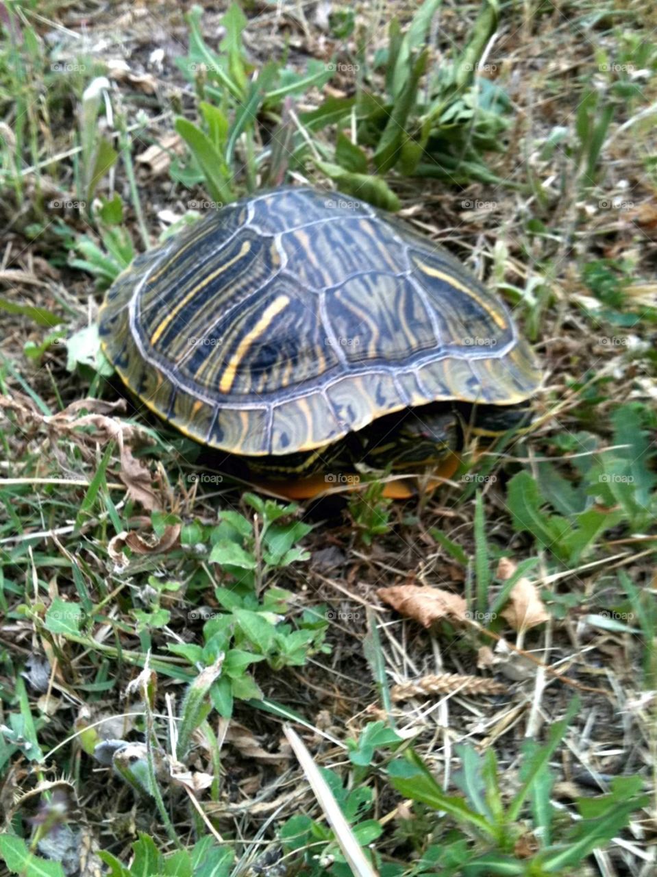 Wild turtle 