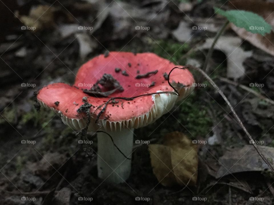 Mushroom 