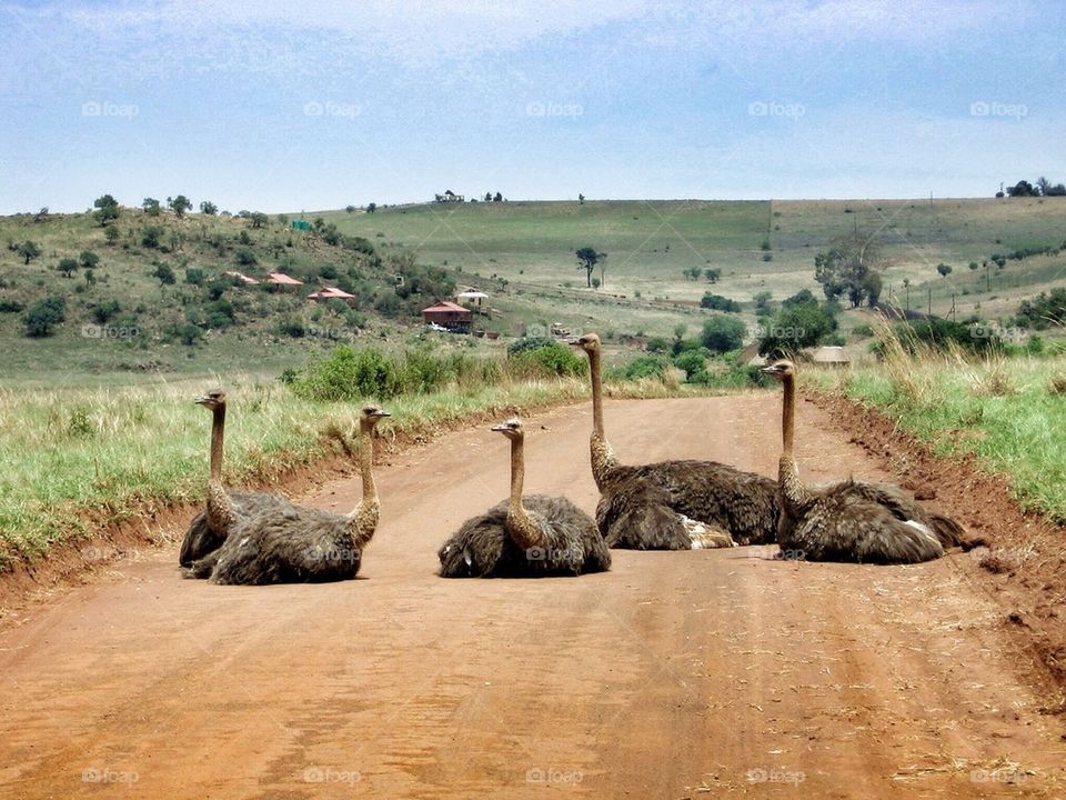 Ostriches sitting on dirt road