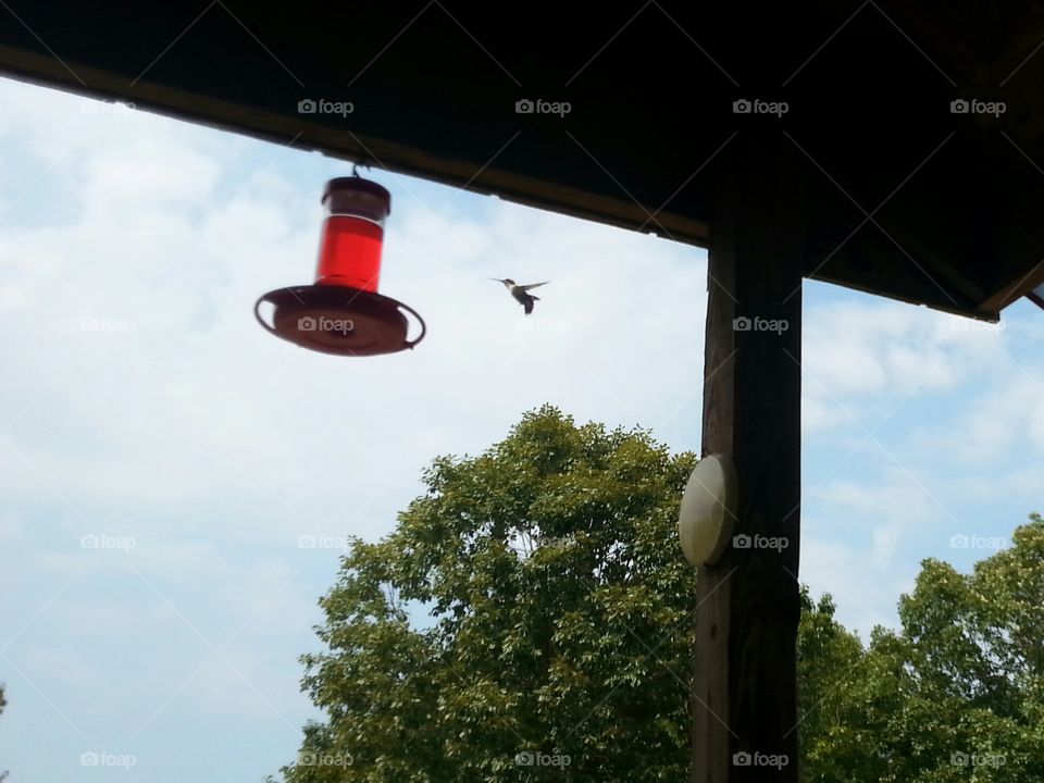 hummingbirds Flyin. on our grandparents porch