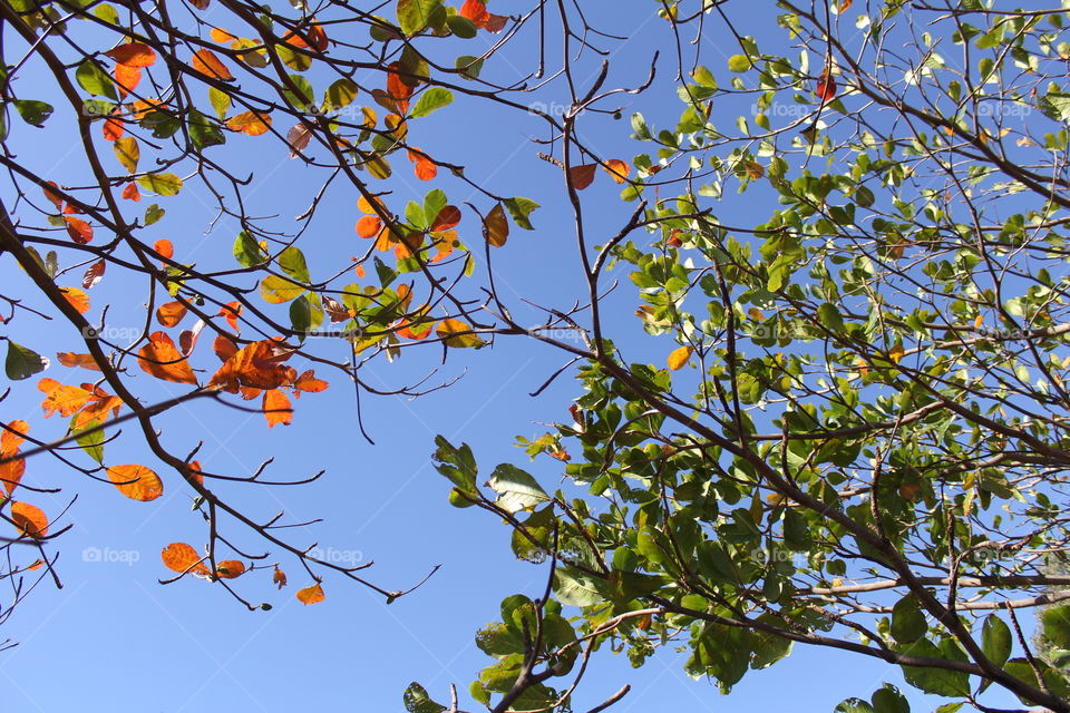 colorful leaves. colourful leaves in clear sky