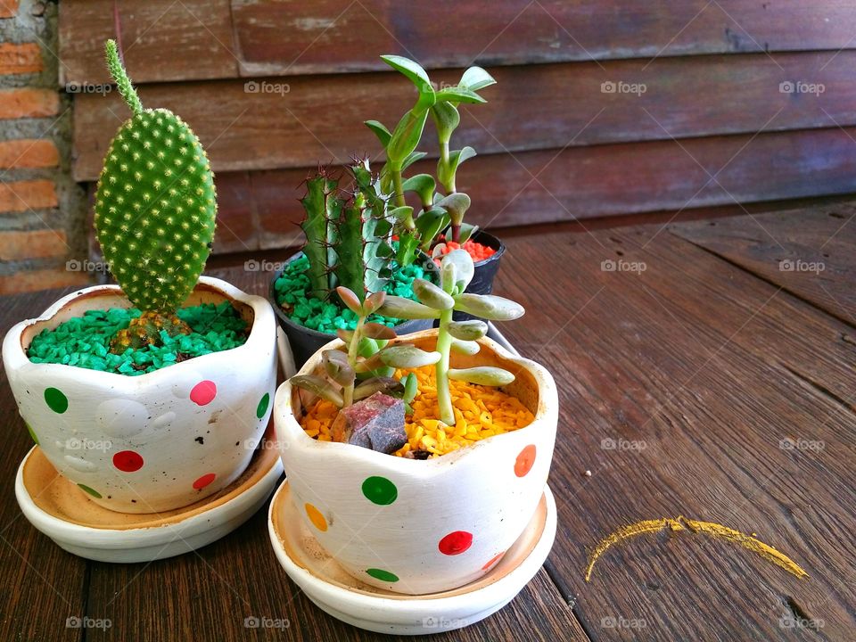 Cactus and plants in pots on the table
